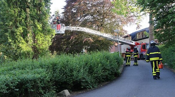 De brandweer bij de boom aan de Oostsingel in Goes.