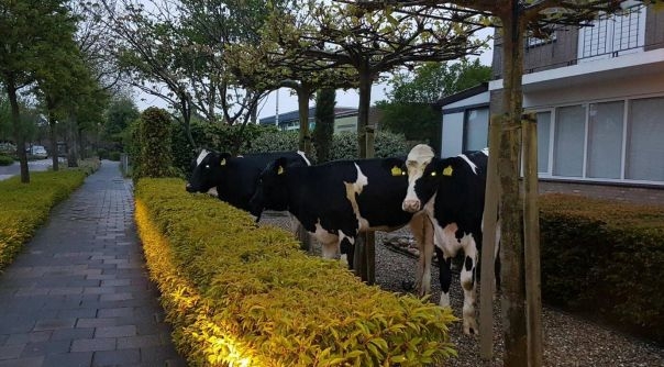 De koeien in de tuin aan de Torenstraat.