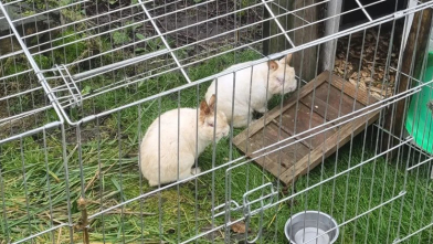 Gedumpte konijnen gevonden, 'hadden het anders niet gered'