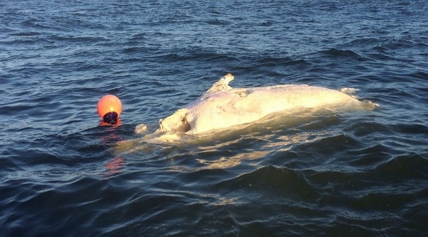 De dode walvis bij Westkapelle.
