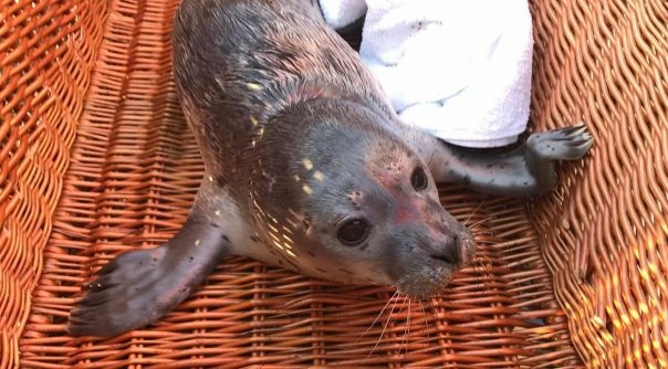 De zeehondenpup is naar A Seal in Stellendam gebracht.