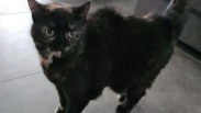 Vermiste kat aangetroffen bij controle Hulst