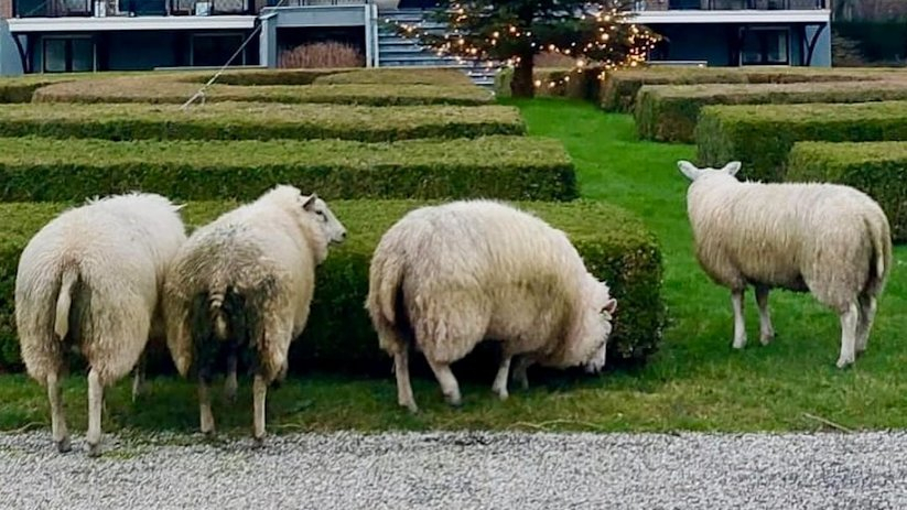De schapen zijn door de eigenaar meegenomen naar de wei.