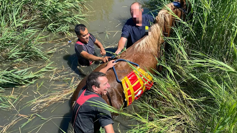 Het paard is met behulp van een paardentas uit de sloot geholpen.