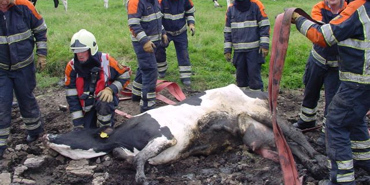 Brandweer redt koe uit modderpoel Scharendijke