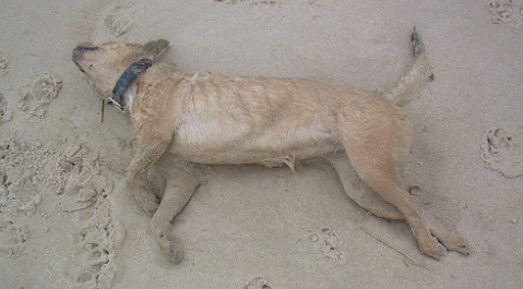 De hond werd gevonden tussen Dishoek en Zoutelande.