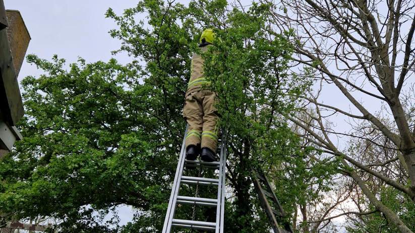 Met behulp van een ladder is het dier uit de boom gehaald.