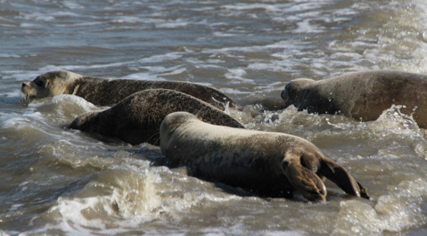 De zeehonden werden vrijgelaten op het strand van Renesse.