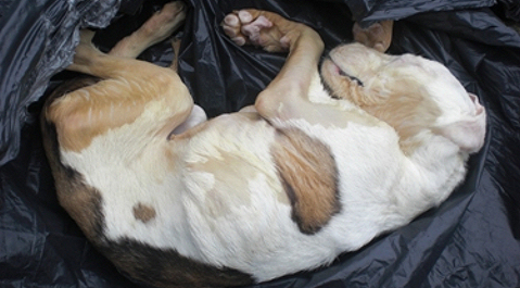 De dode hond zat in een vuilniszak.