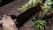 Eigenaar van palmboom gezocht in omgeving Kruiningen