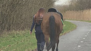Handhavers herenigen paard met ruiter in Dishoek