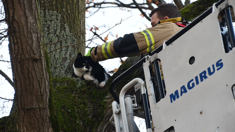 De brandweerlieden hadden de kat snel uit de boom gered.