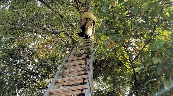 De brandweer heeft de kat met een ladder naar beneden gehaald.