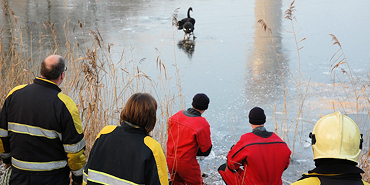 Brandweer rukt uit voor zwaan in 'nood'