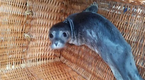De pup is naar A Seal in Stellendam gebracht.