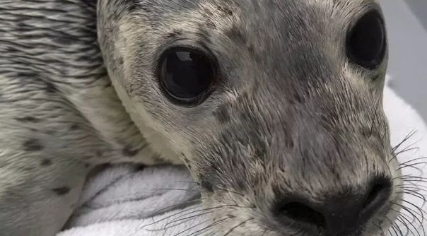 De zeehond is naar A Seal in Stellendam gebracht.