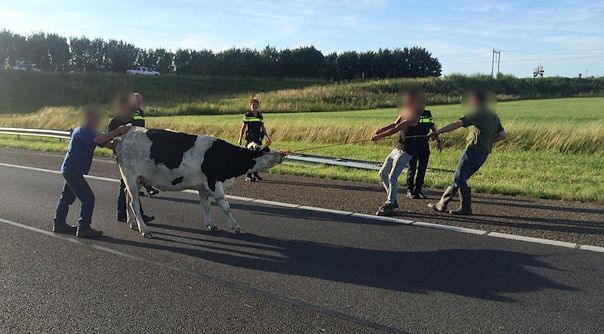 De koe wordt van de snelweg gehaald.
