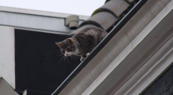 Toen de brandweerlieden met het bakje van de hoogwerker bij het dak waren, vluchtte de kat weg.