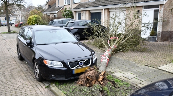 In Middelburg zijn door de storm diverse bomen omver gewaaid.