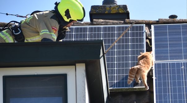 Een brandweerman probeert de kat vanonder de zonnepanelen te krijgen.