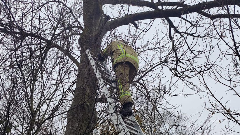 Een brandweerman wist de kat veilig uit de boom te halen.