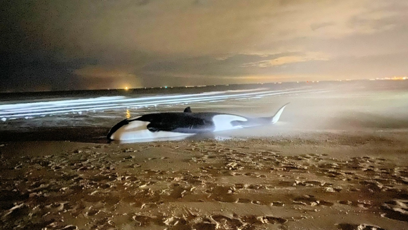 De orka werd ingeslapen op het strand.