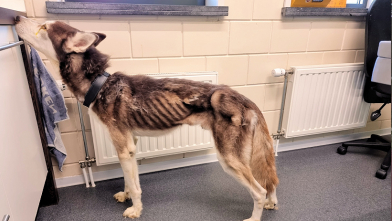 Uitgemergelde husky in beslag genomen in Zeeuws-Vlaanderen
