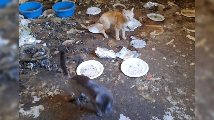 Twee van de in beslag genomen katten in Koewacht.