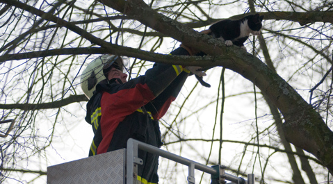 Een brandweerman haalt de poes uit de boom.