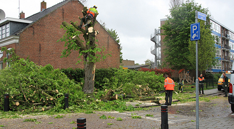 De gemeente zaagt een boom om aan de Heernisseweg in Goes