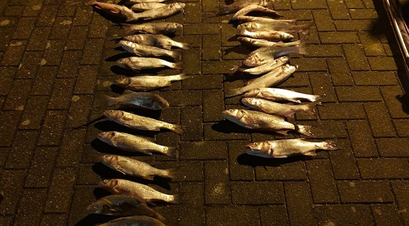 Hulstenaar heeft 61 ondermaatse vissen bij zich