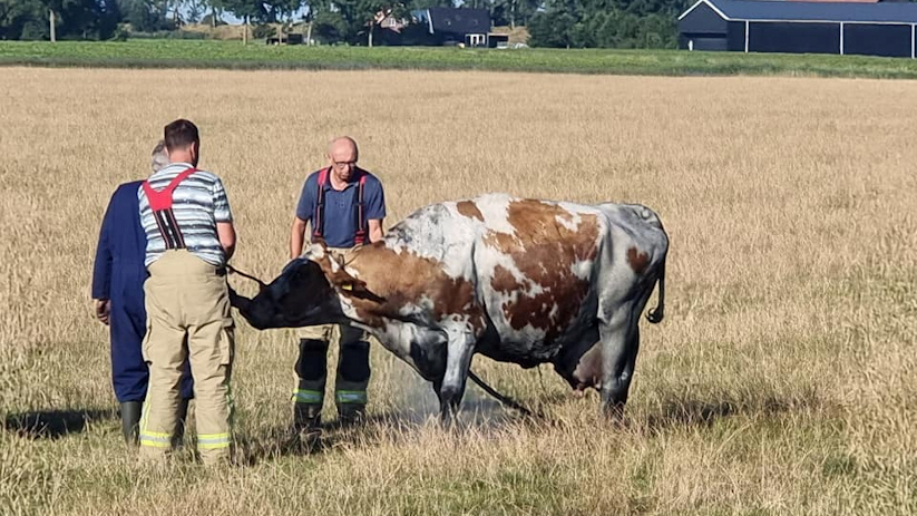 De koe hield geen letsel over aan het incident.