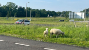 Uitgebroken schapen aan de wandel in Vlissingen