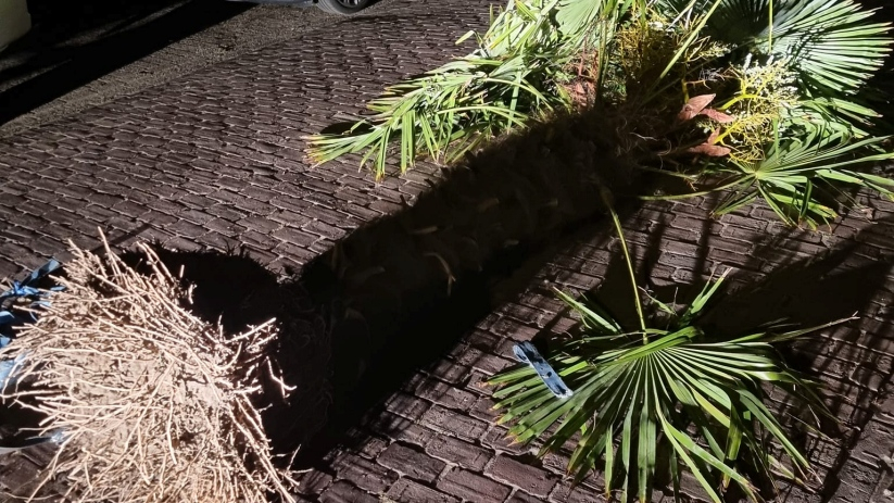 De palmboom werd onder verdachte omstandigheden aangetroffen.