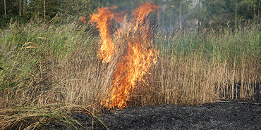 Riet verbrand in Erasmuspark Middelburg