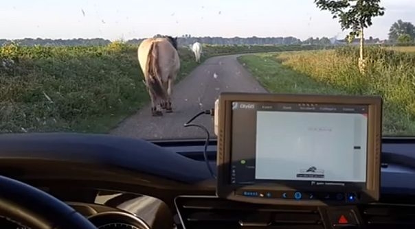 De politie heeft de paarden teruggeleid naar de boerderij.