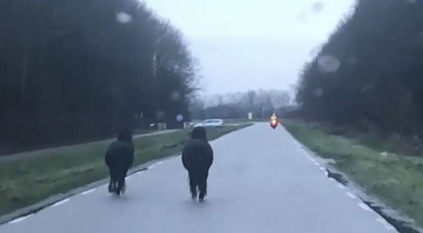 Politie-agenten hebben de paarden samen van de weg weten te krijgen.