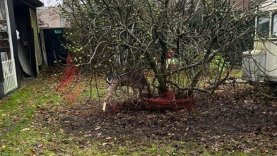 Brandweer bevrijdt hert uit gaas in Burgh-Haamstede