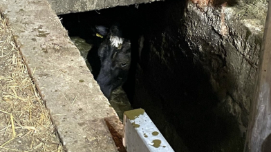 Koe belandt in gierkelder in Koudekerke