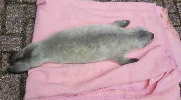De zeehond is naar A Seal in Stellendam gebracht.