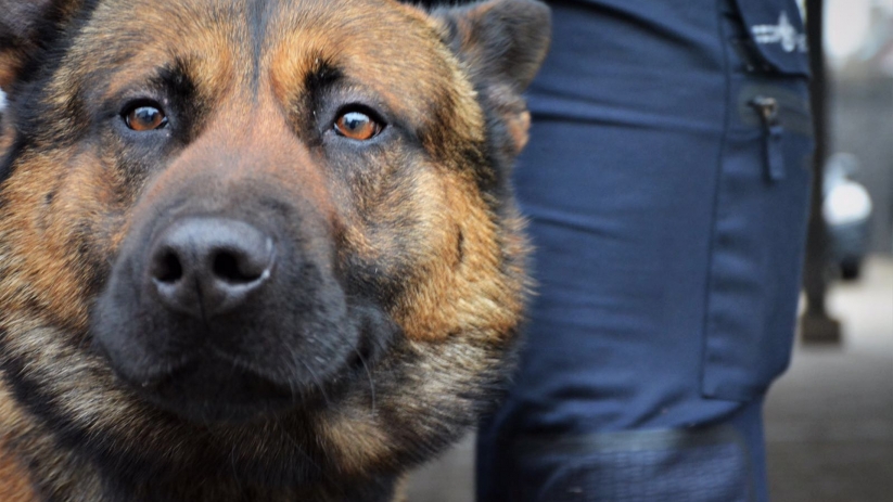 Politiehond ingezet bij zoektocht verdachte van mishandeling in Axel