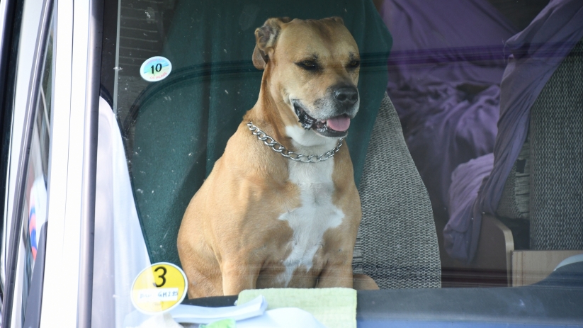 Hond in hete auto Sluis: politie deelt boete uit