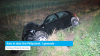 Auto in sloot Sint Philipsland: 1 gewonde
